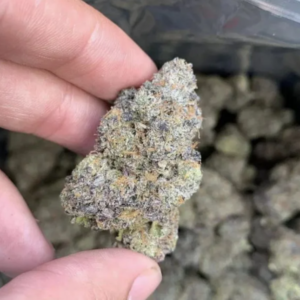Gelato Runtz – Exotic