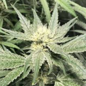Sour Sundae OZ Special